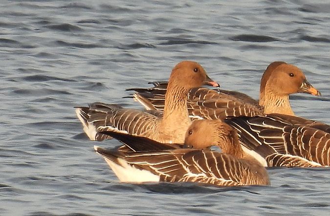 Kurzschnabelgans  - Kacper Mikulski