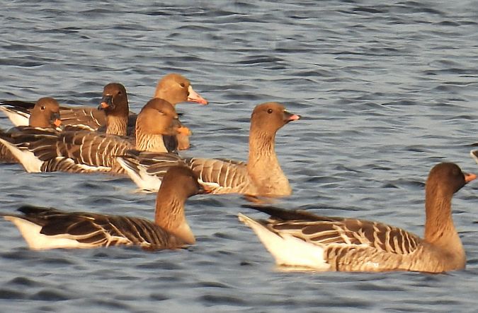 Kurzschnabelgans  - Kacper Mikulski