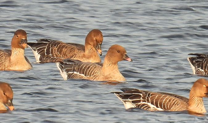 Kurzschnabelgans  - Kacper Mikulski