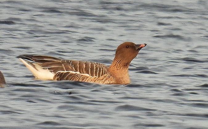 Kurzschnabelgans  - Kacper Mikulski