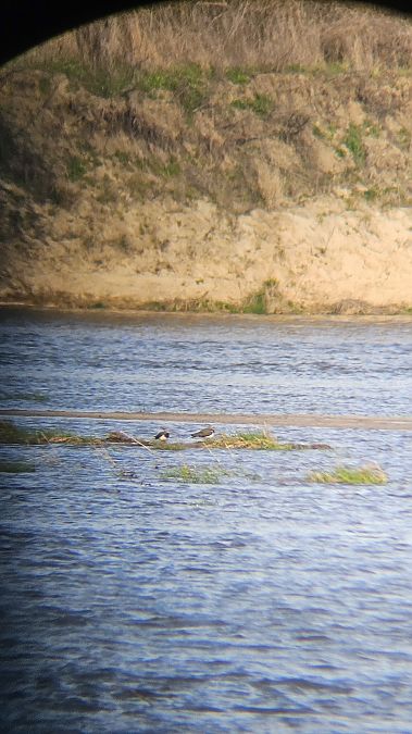 czajka  - Anna Kamilewicz-Wicik