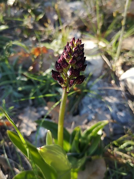 Orchis purpurea  - Richard Fay