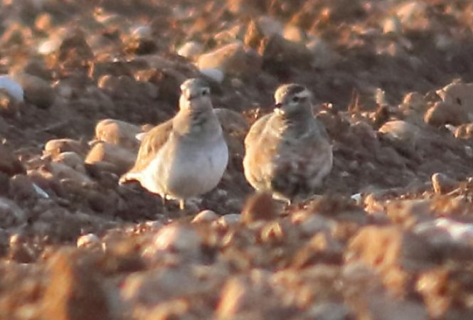 Piviere tortolino  - Paolo Zonta