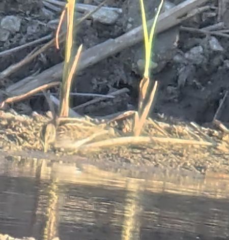 Bécassine sourde  - Eliot Farkas