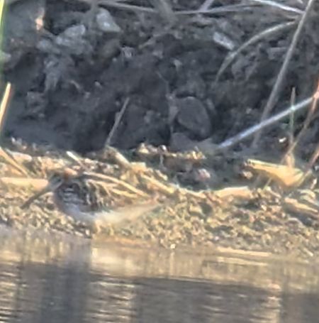 Zwergschnepfe  - Eliot Farkas