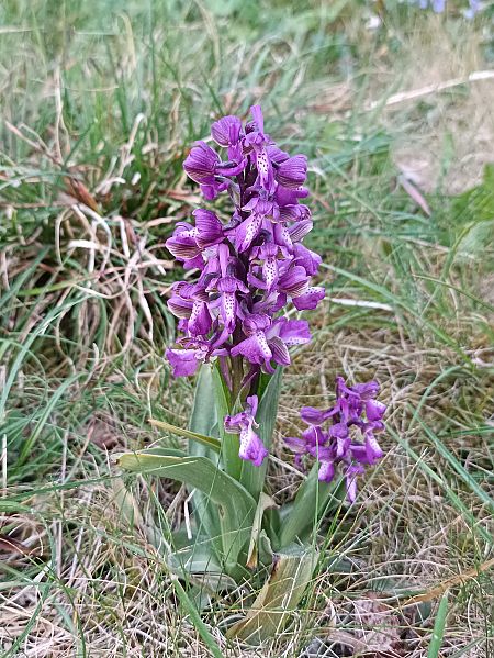 Anacamptis morio  - Corentin Morvan