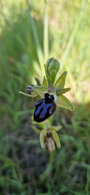 Ophrys incubacea  - Marie-Marie Pertusier