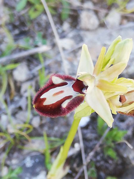 Ophrys incubacea  - Marie-Marie Pertusier
