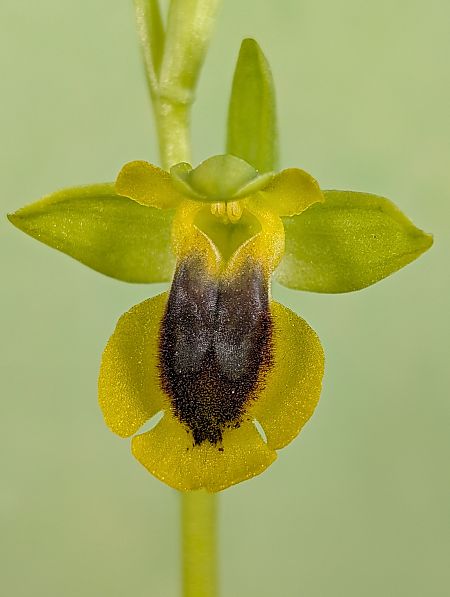 Ophrys lutea  - Delarbre Sébastien