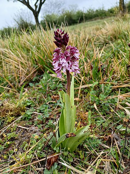 Orchis purpurea  - Alain Falvard