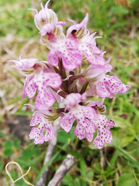 Neotinea lactea  - Marie-Marie Pertusier