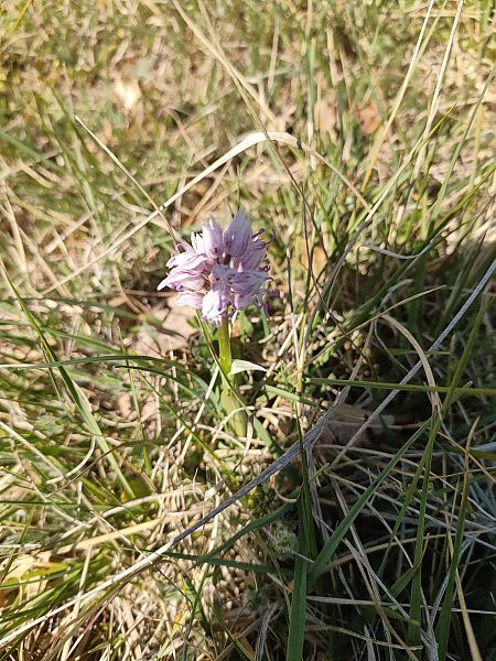 Orchis simia  - Isabel Casas Navarrete