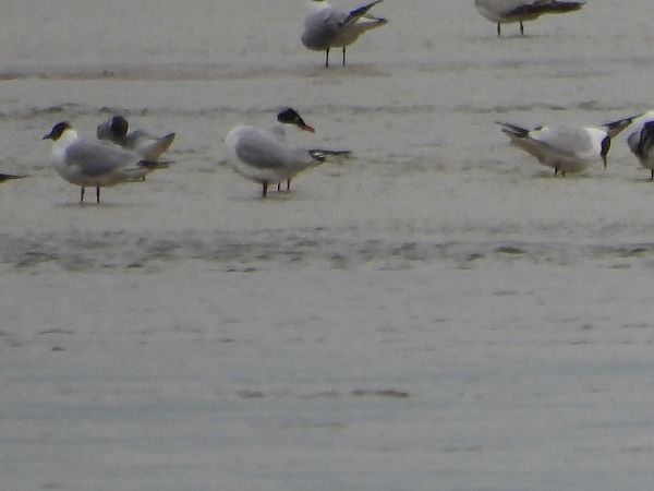 Schwarzkopfmöwe  - Krystyna Kowalska