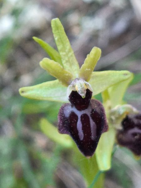 Ophrys occidentalis  - Bertrand Von Arx