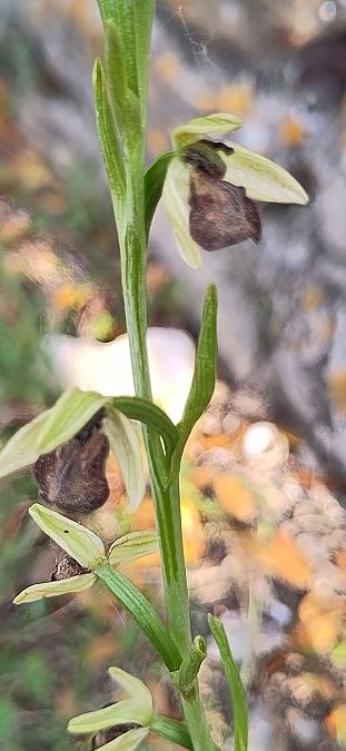 Ophrys occidentalis  - Laurence Gourdel