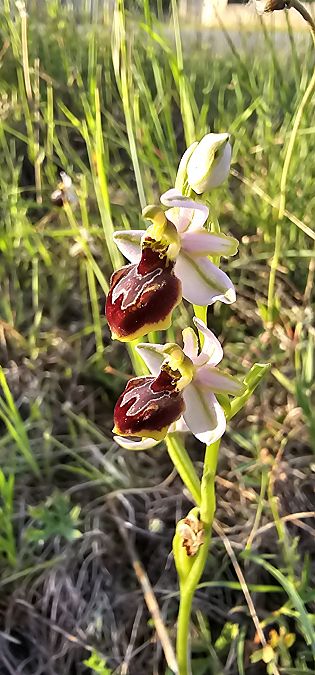 Ophrys splendida  - Claire Perrachon