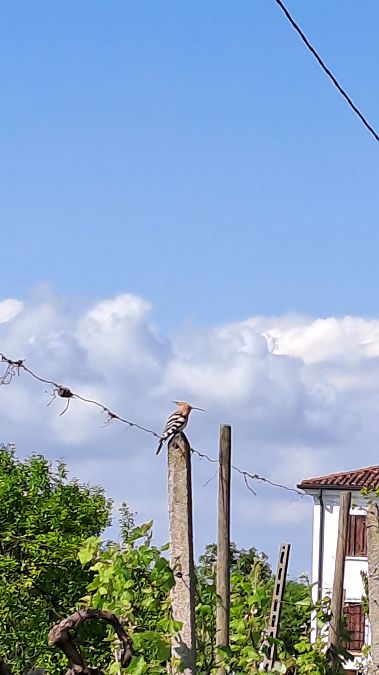 Upupa  - Claudio Braghiroli