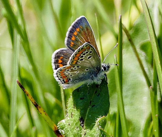 Aricia agestis  - Alessandro Sacchetti