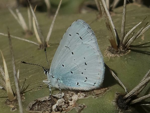 Celastrina argiolus  - Jean Toubert