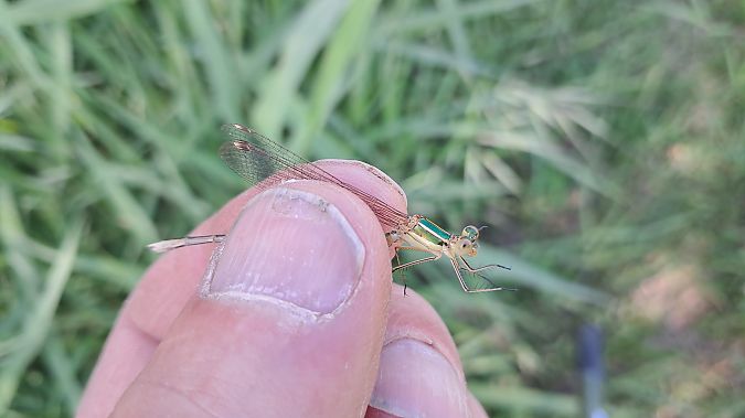 Südliche Binsenjungfer  - Roberto Fabbri