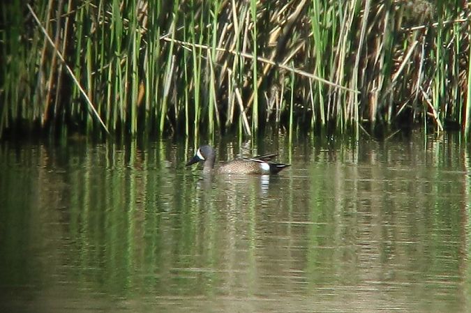 cyranka modroskrzydła  - Marzena Kosut