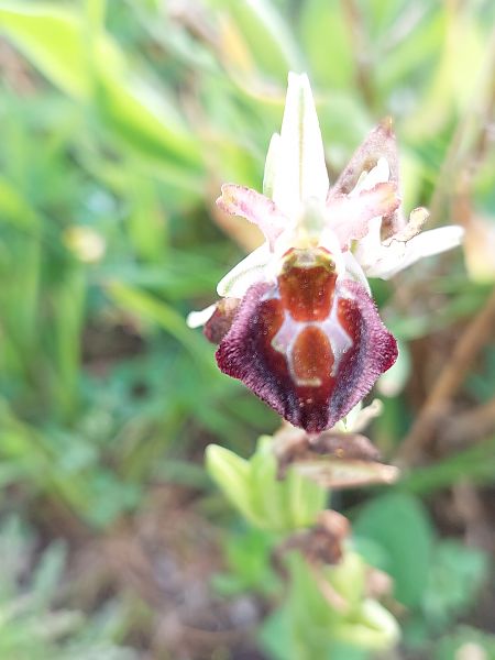 Ophrys morisii  - Bernard Sonnerat