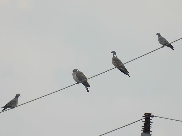 Pigeon colombin  - Kacper Mikulski