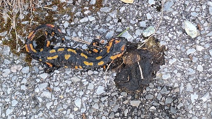 Salamandra pezzata  - Renato Cottalasso