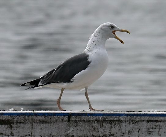 mewa żółtonoga  - Artur Andrzejewski