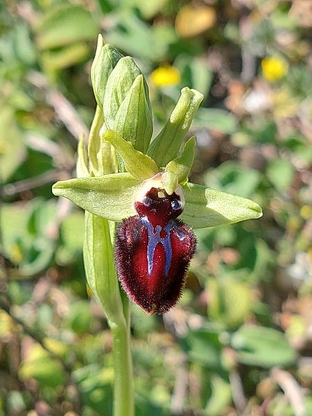 Ophrys incubacea  - Bernard Sonnerat