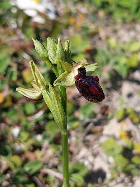 Ophrys incubacea  - Bernard Sonnerat