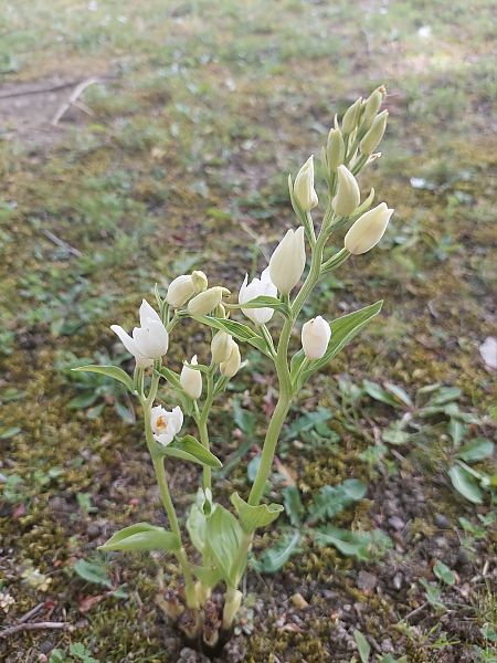 Cephalanthera damasonium  - Bernard Sonnerat