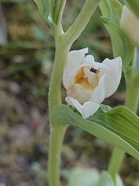 Cephalanthera damasonium  - Bernard Sonnerat