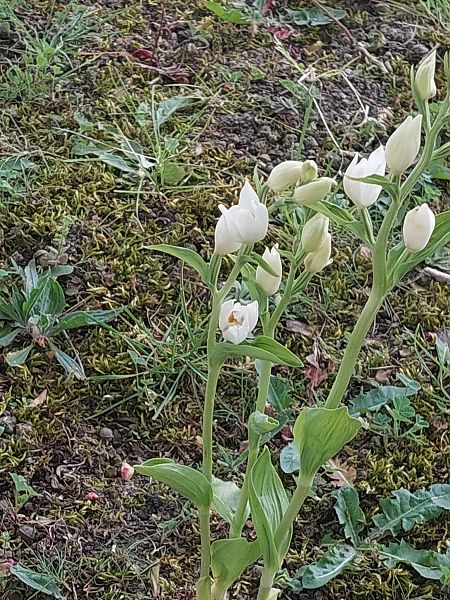 Cephalanthera damasonium  - Bernard Sonnerat