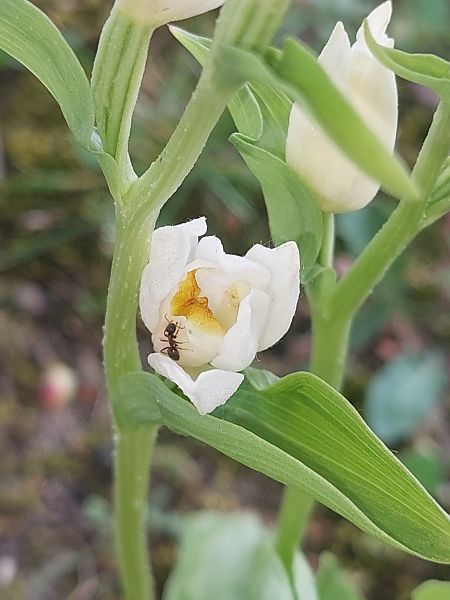 Cephalanthera damasonium  - Bernard Sonnerat