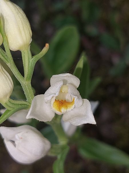 Cephalanthera damasonium  - Bernard Sonnerat