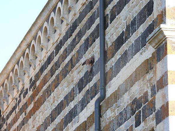 Faucon crécerelle  - Cosimo Gabbani