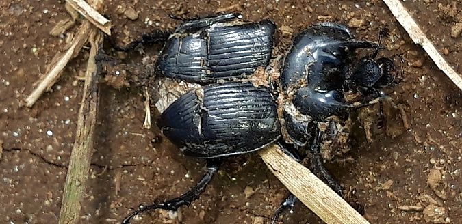 Typhaeus typhoeus  - Michele Cento