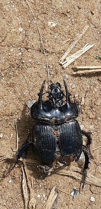 Typhaeus typhoeus  - Michele Cento