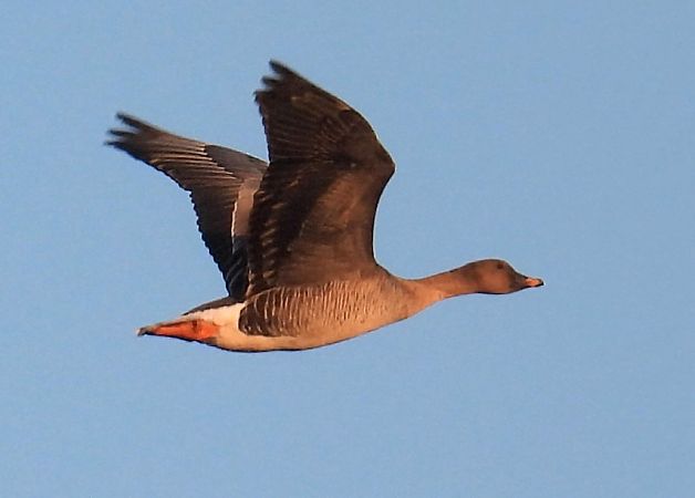 gęś tundrowa  - Kacper Mikulski