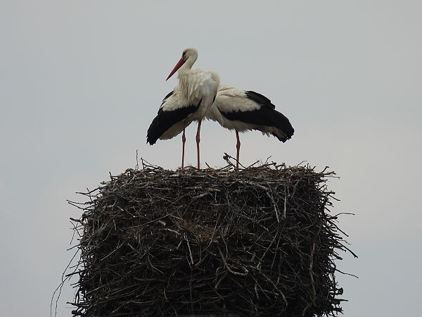 bocian biały  - Kacper Mikulski
