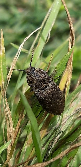 Agrypnus murinus  - Michele Cento