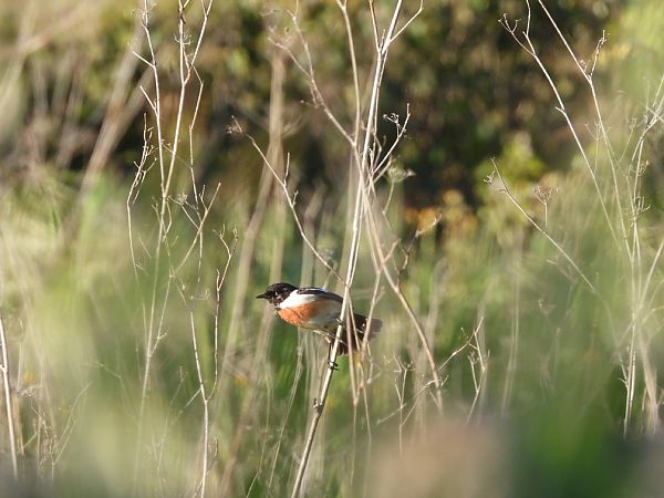Saltimpalo comune  - Cosimo Gabbani