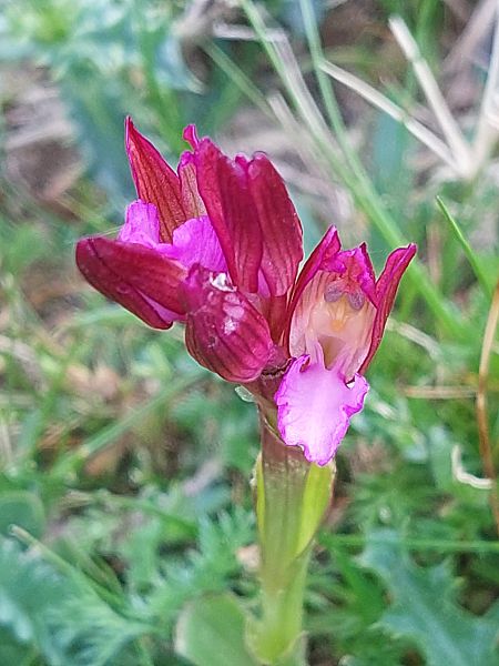 Anacamptis papilionacea  - Bernard Sonnerat