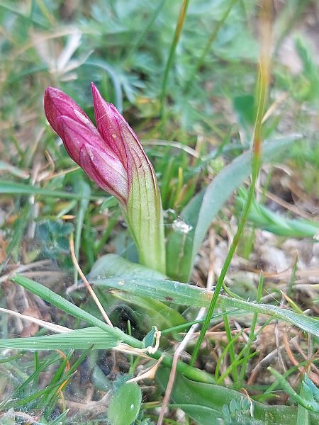 Anacamptis papilionacea  - Bernard Sonnerat