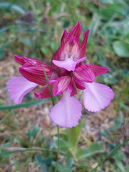 Anacamptis papilionacea  - Bernard Sonnerat