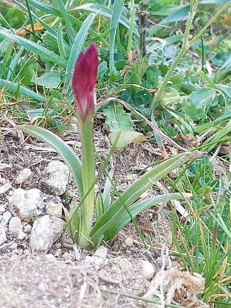 Anacamptis papilionacea  - Bernard Sonnerat