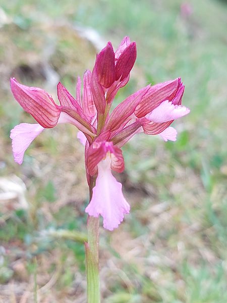Anacamptis papilionacea  - Bernard Sonnerat