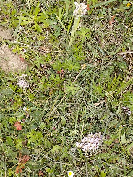 Neotinea lactea  - Gérard Joseph