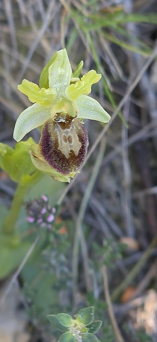 Ophrys litigiosa  - Michel Robin